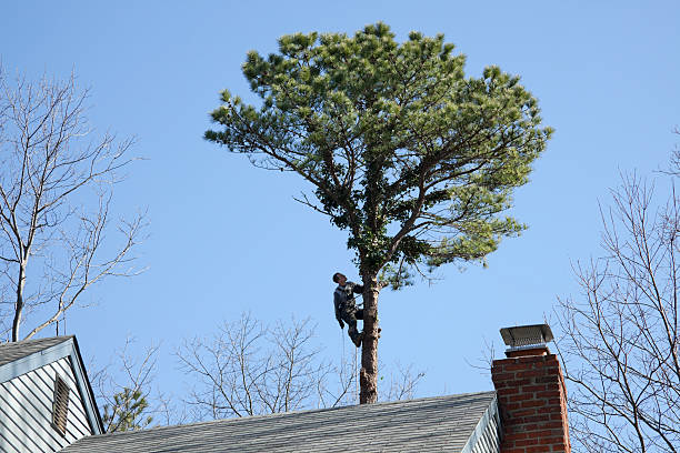 How Our Tree Care Process Works  in  Ellendale, ND